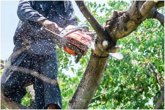 tree services Limestone